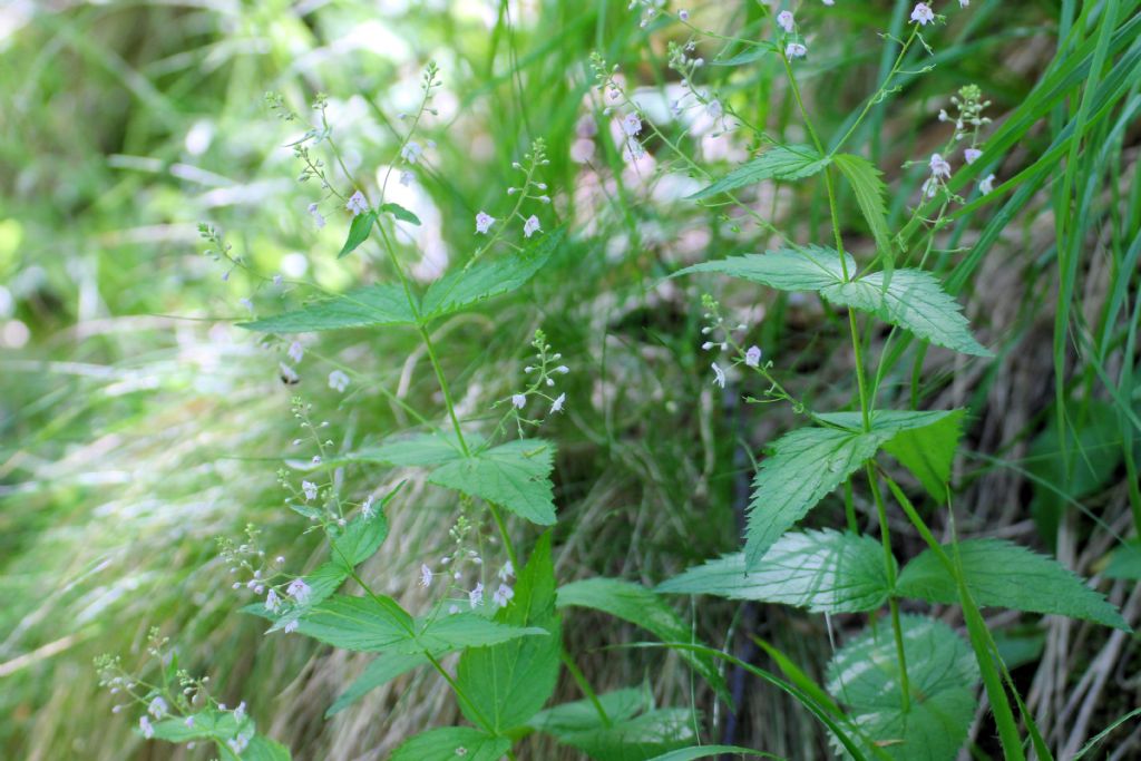 Veronica urticifolia / Veronica a foglie di ortica